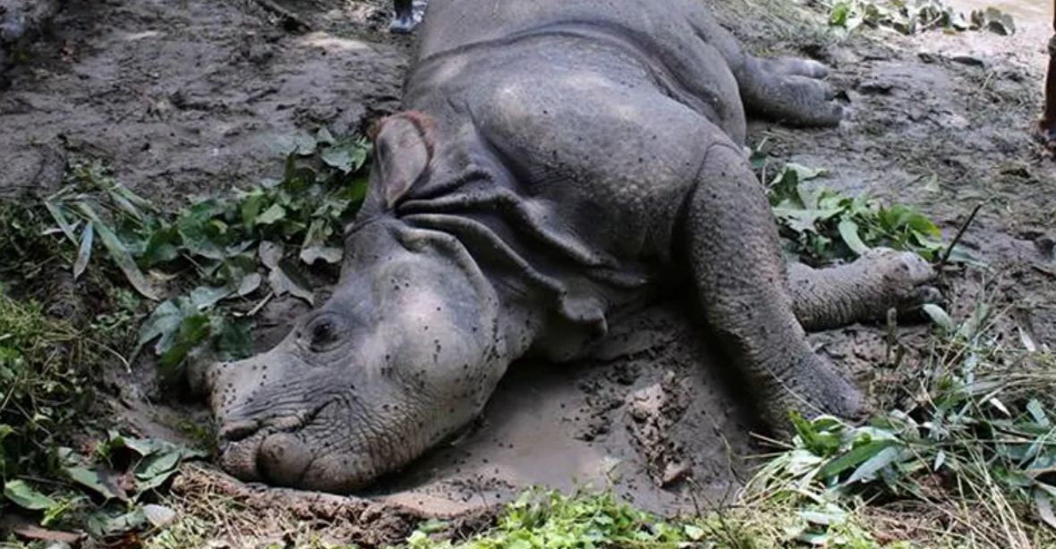 चितवन निकुञ्जमा पोथी गैँडा मृत फेला 